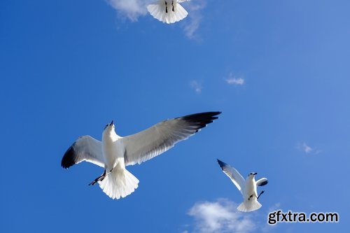 Collection of albatross gull wing feather 25 HQ Jpeg