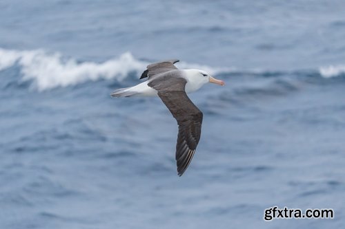 Collection of albatross gull wing feather 25 HQ Jpeg