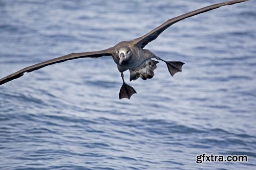 Collection of albatross gull wing feather 25 HQ Jpeg