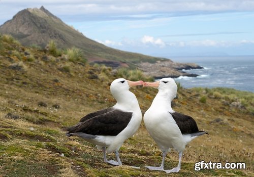 Collection of albatross gull wing feather 25 HQ Jpeg