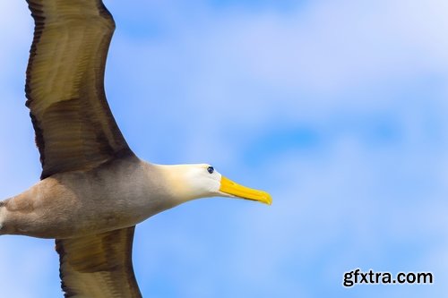 Collection of albatross gull wing feather 25 HQ Jpeg