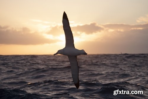 Collection of albatross gull wing feather 25 HQ Jpeg