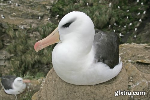 Collection of albatross gull wing feather 25 HQ Jpeg