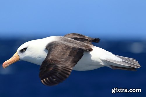 Collection of albatross gull wing feather 25 HQ Jpeg