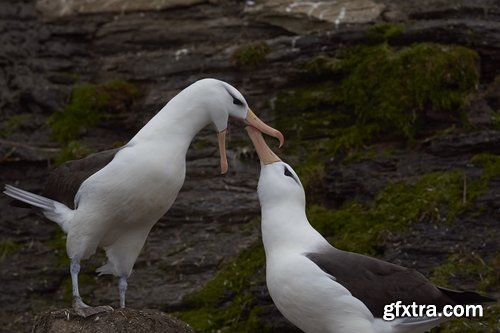 Collection of albatross gull wing feather 25 HQ Jpeg