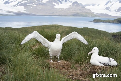 Collection of albatross gull wing feather 25 HQ Jpeg