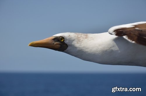 Collection of albatross gull wing feather 25 HQ Jpeg