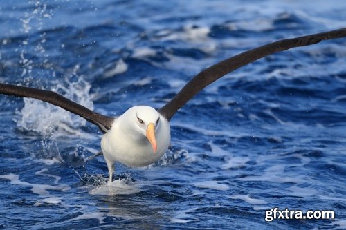 Collection of albatross gull wing feather 25 HQ Jpeg