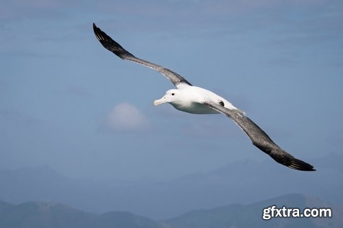 Collection of albatross gull wing feather 25 HQ Jpeg