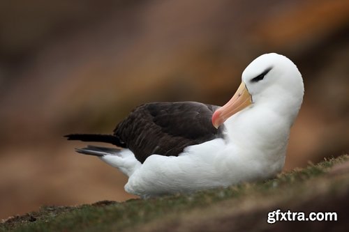 Collection of albatross gull wing feather 25 HQ Jpeg