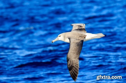 Collection of albatross gull wing feather 25 HQ Jpeg