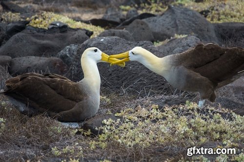 Collection of albatross gull wing feather 25 HQ Jpeg