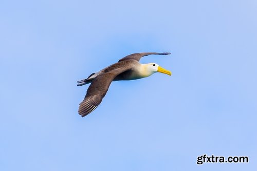 Collection of albatross gull wing feather 25 HQ Jpeg