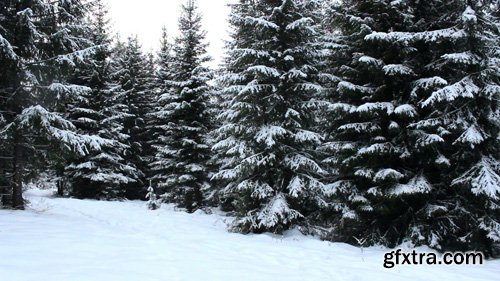 MA - Snowshower in the beautiful forest