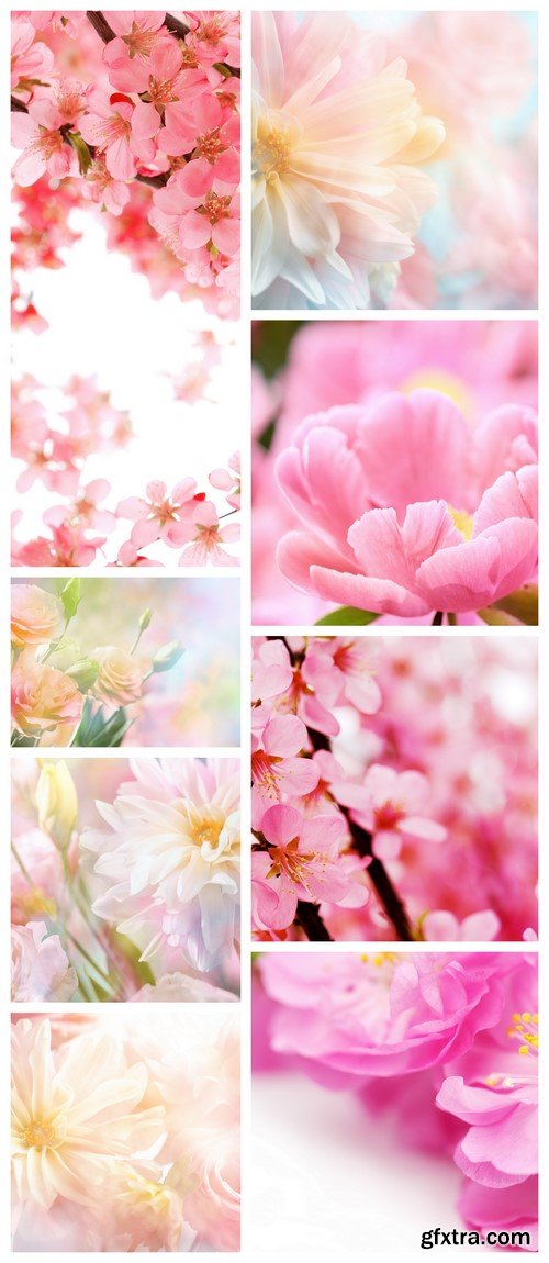 Abstract pink peony flower background 8X JPEG