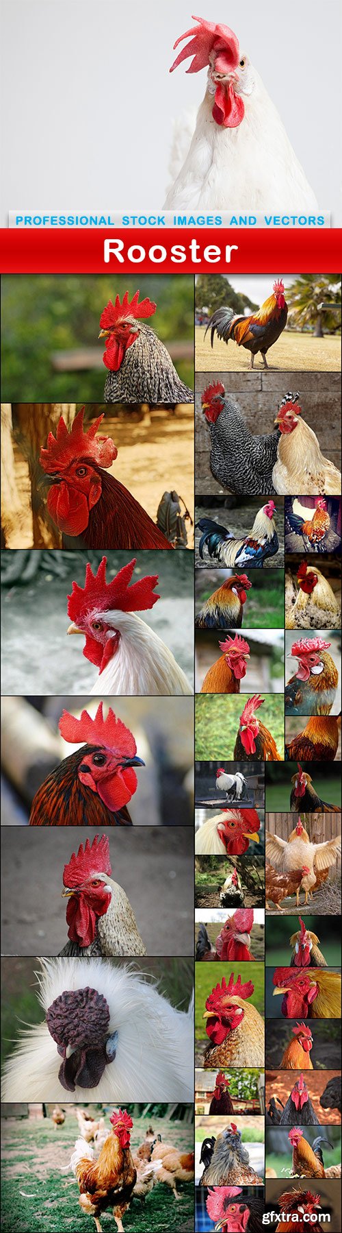 Rooster - 34 UHQ JPEG