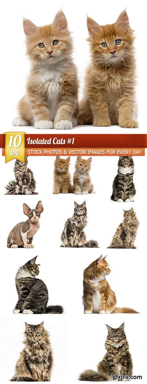 Isolated Cats 1, 10 x UHQ JPEG