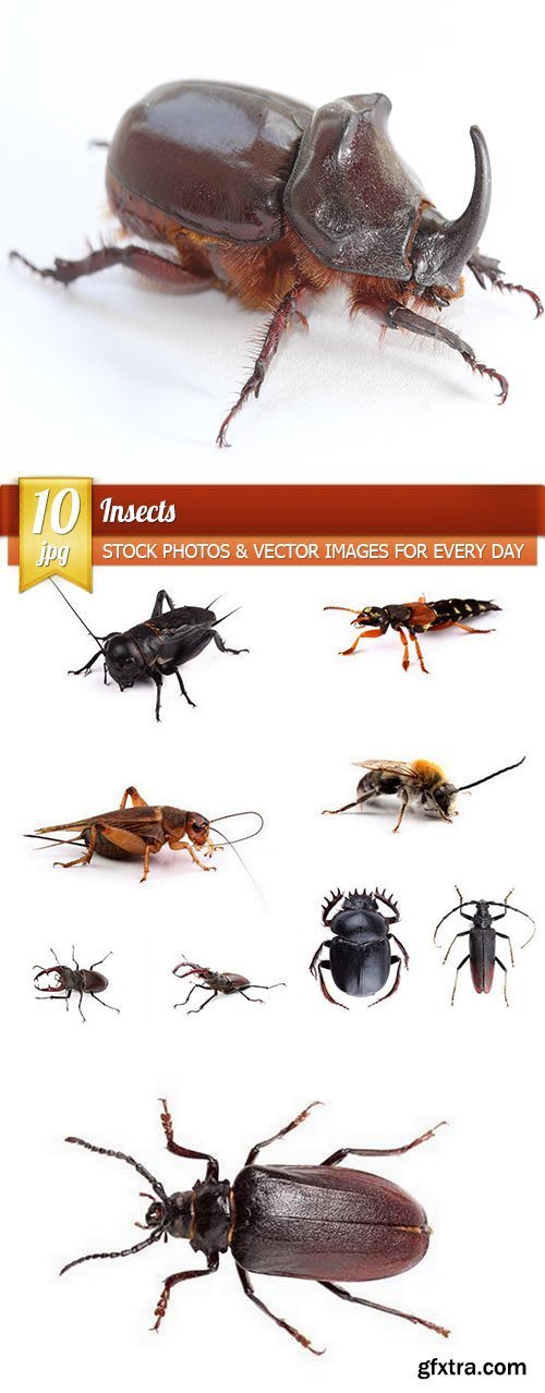 Insects, 10 x UHQ JPEG