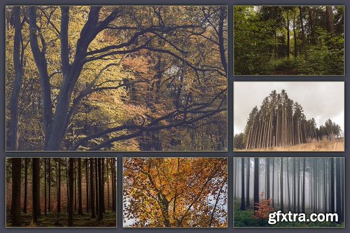 CreativeMarket The Forest Photo Bundle - 30 Photos 1123247