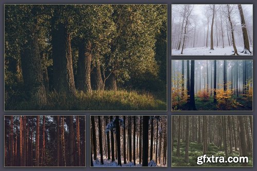 CreativeMarket The Forest Photo Bundle - 30 Photos 1123247