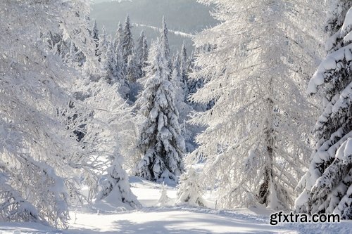 Collection of snow forest ice bush tree 25 HQ Jpeg