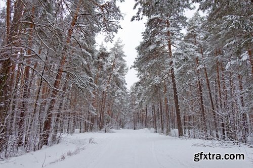 Collection of snow forest ice bush tree 25 HQ Jpeg