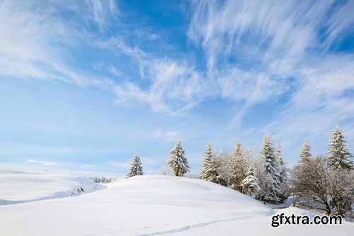 Collection of snow forest ice bush tree 25 HQ Jpeg