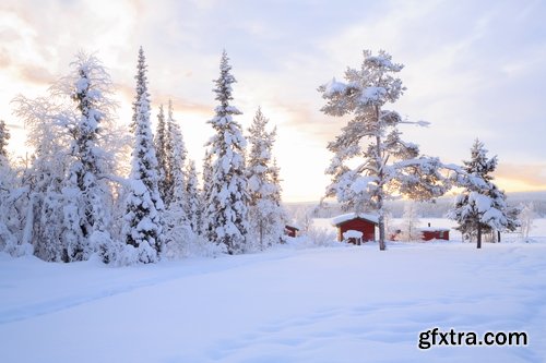 Collection of snow forest ice bush tree 25 HQ Jpeg