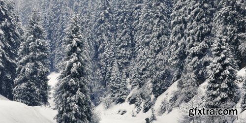 Collection of snow forest ice bush tree 25 HQ Jpeg