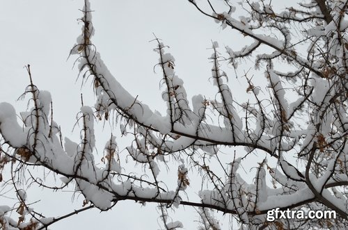 Collection of snow forest ice bush tree 25 HQ Jpeg