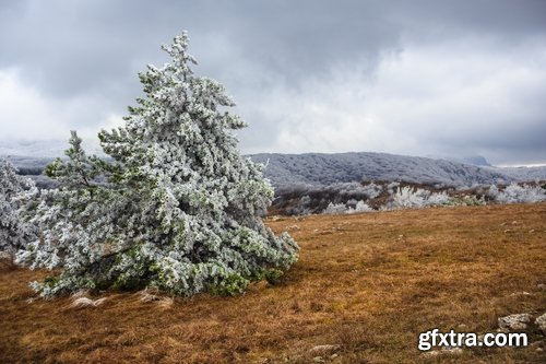 Collection of snow forest ice bush tree 25 HQ Jpeg