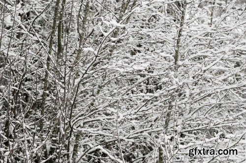 Collection of snow forest ice bush tree 25 HQ Jpeg