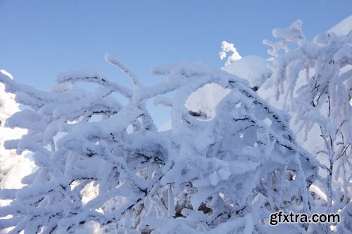 Collection of snow forest ice bush tree 25 HQ Jpeg