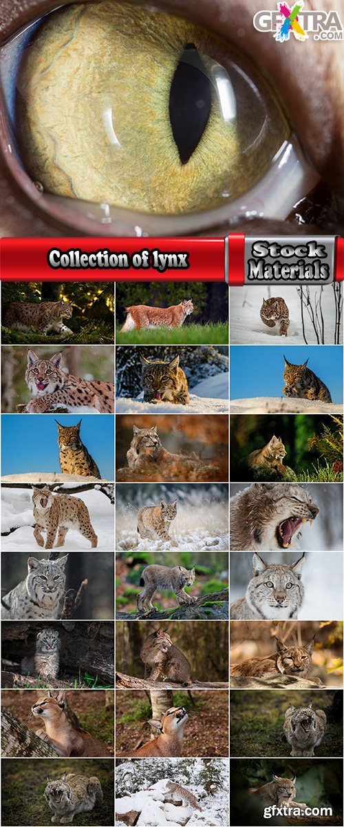 Collection of lynx fur pelt predatory cat hunter 25 HQ Jpeg