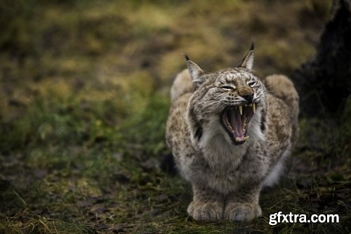 Collection of lynx fur pelt predatory cat hunter 25 HQ Jpeg