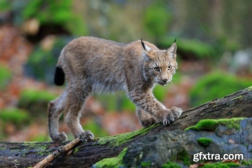 Collection of lynx fur pelt predatory cat hunter 25 HQ Jpeg