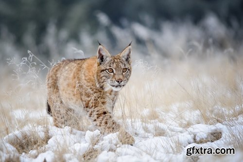 Collection of lynx fur pelt predatory cat hunter 25 HQ Jpeg