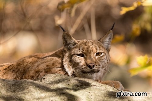 Collection of lynx fur pelt predatory cat hunter 25 HQ Jpeg