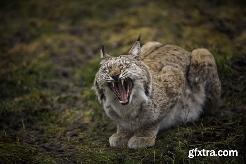 Collection of lynx fur pelt predatory cat hunter 25 HQ Jpeg