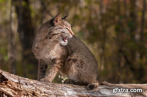 Collection of lynx fur pelt predatory cat hunter 25 HQ Jpeg