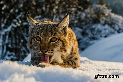 Collection of lynx fur pelt predatory cat hunter 25 HQ Jpeg