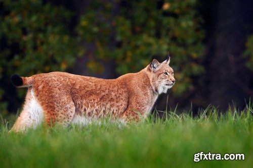 Collection of lynx fur pelt predatory cat hunter 25 HQ Jpeg