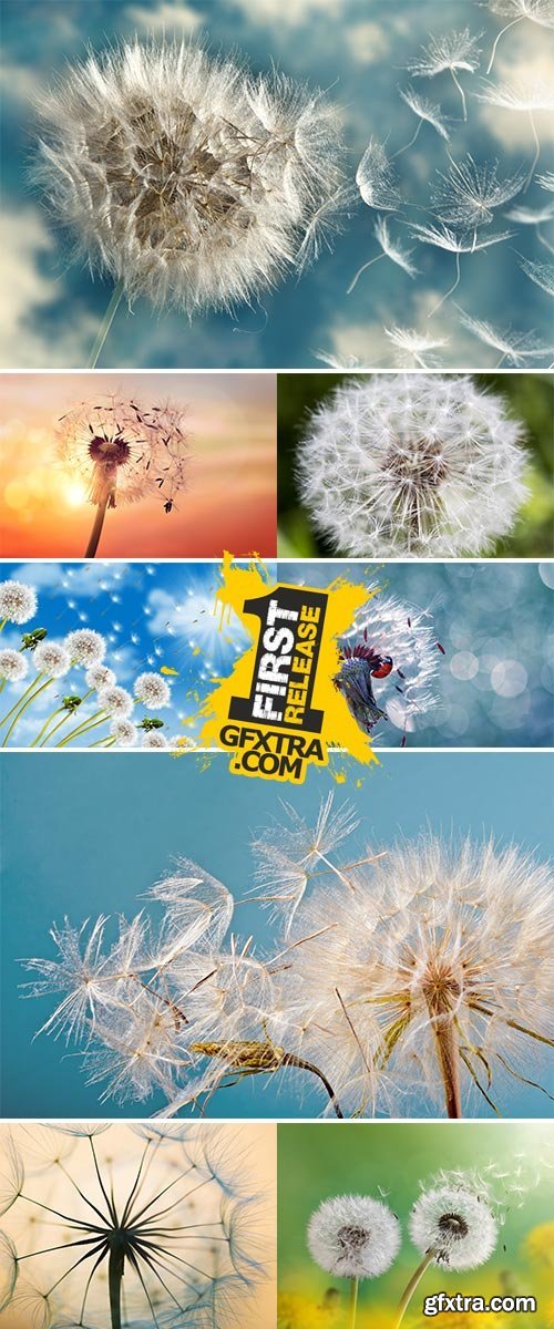 Stock Image Dandelion seeds