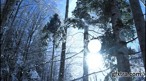 Winter forest snow fall slow motion woods trees