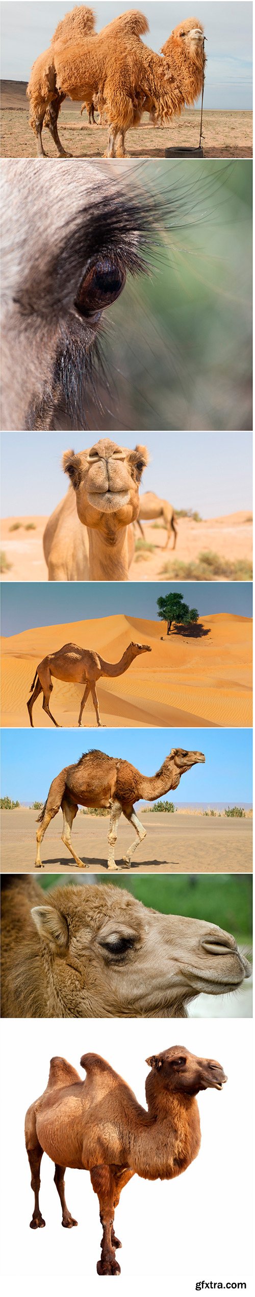 Camel - 7UHQ JPEG