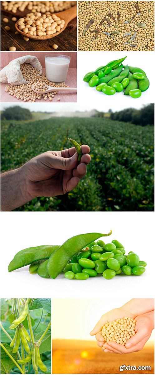 Soy beans - 8UHQ JPEG