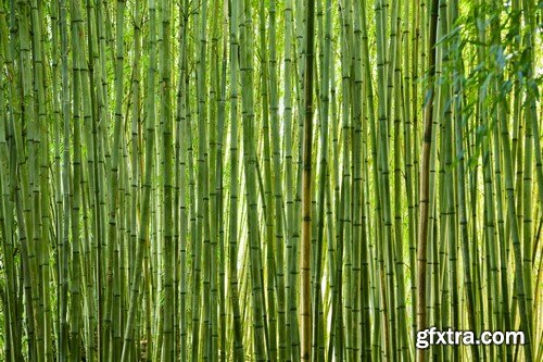 Bamboo Collection - 50xUHQ JPEG