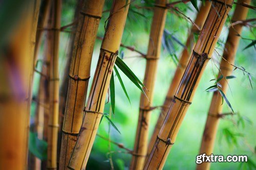 Bamboo Collection - 50xUHQ JPEG