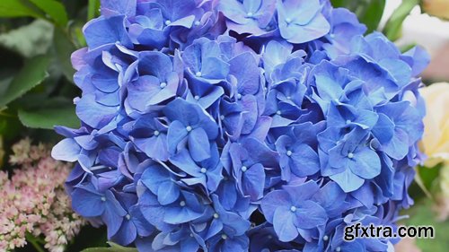 Amazing Blue Hydrangea Flower. Very Close up Background for Wedding Decoration