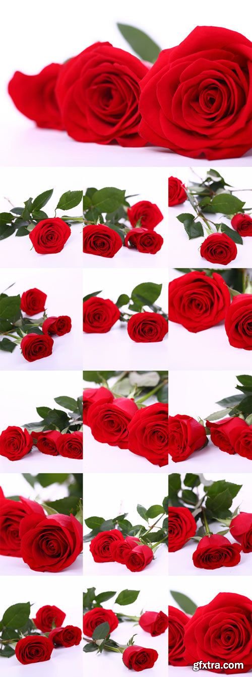 Red roses raster graphics